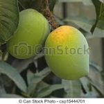 indian-mango