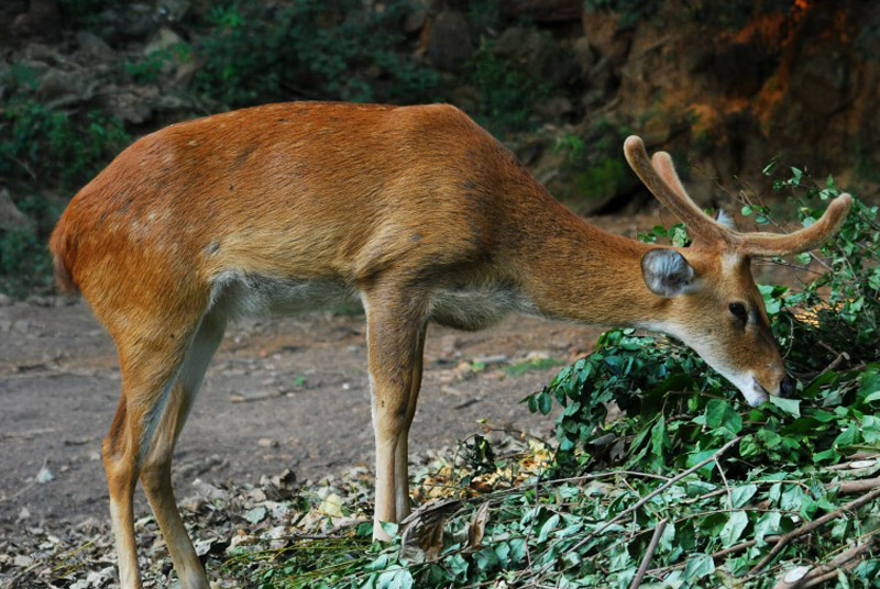 Brow Antlered Deer in the State of Manipur