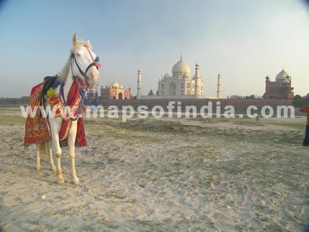 The Horse Basking In The Glory Of Taj