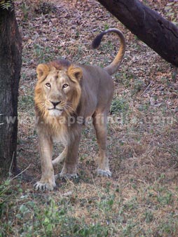 The gaze of the lion at Delhi Zoo
