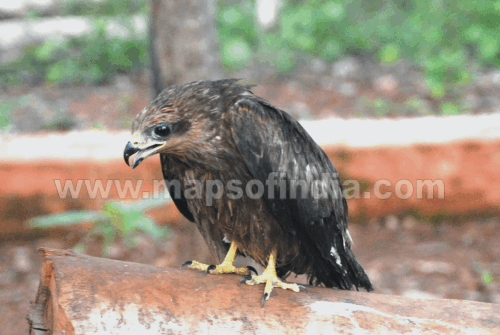 Ein Vogel in Cotigao Wildschutzgebiet