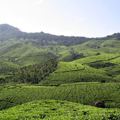 Plantations in Kerala Plantations in Kerala