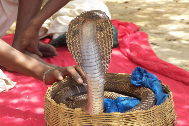 Snake-charmer-at-Galtaji