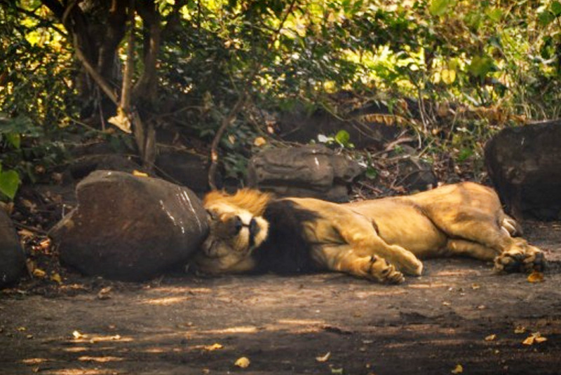 Lion at Sanjay Gandhi National Park