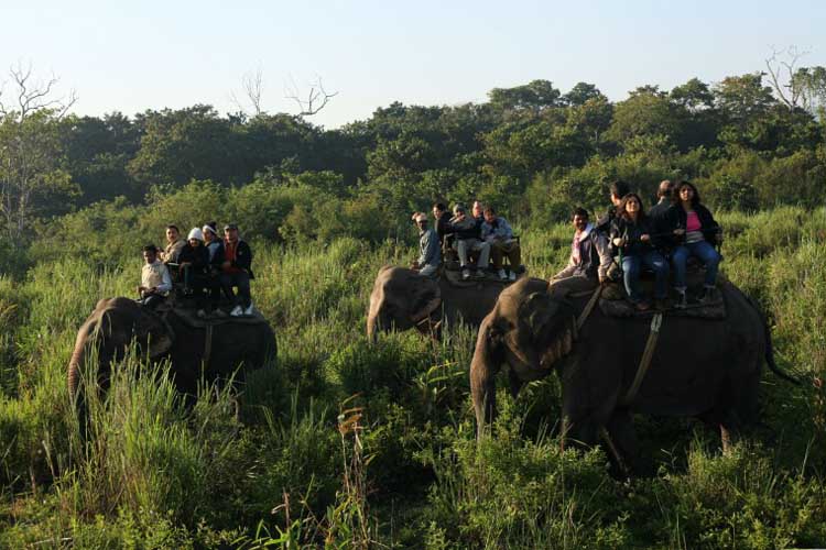 Elephant Safari Kaziranga