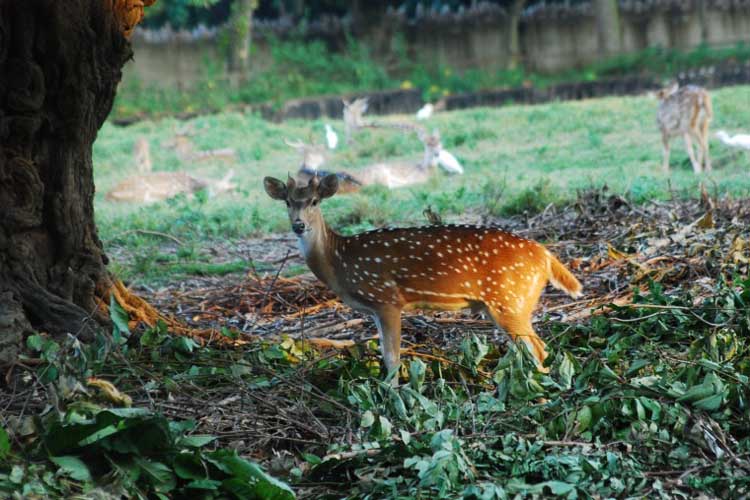 Spotted Deer Guwahati Zoo