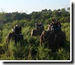 Elephant Safari