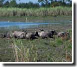 Kaziranga National Park