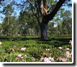 Tea Gardens