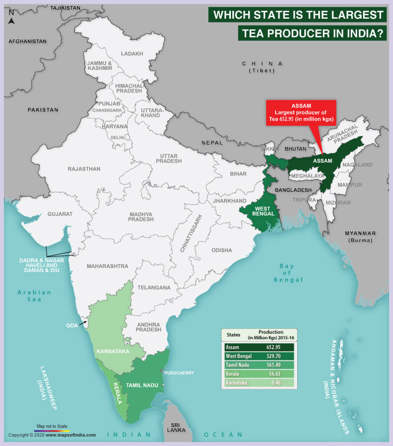 Map of India Highlighting the Largest Tea Producing State
