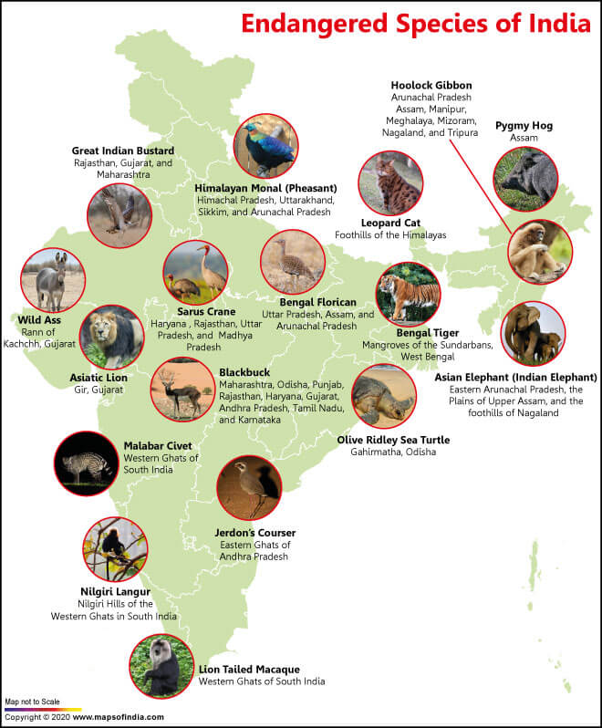 Which Animals are The Endangered Species of India? - Answers