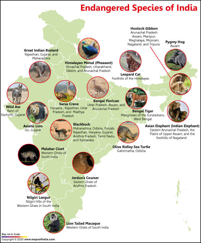 Map of India Showing Endangered Species of the Country