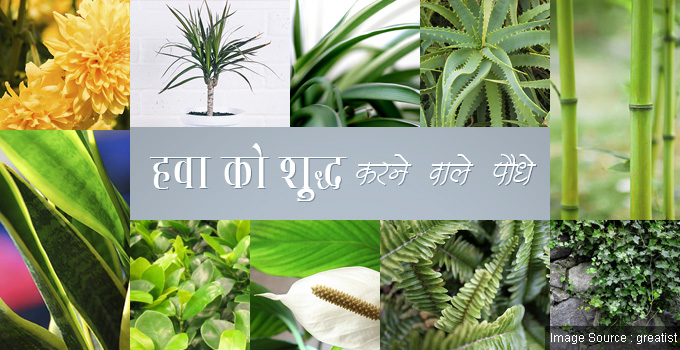 10-indoor-plants-to-purify-air-hindi