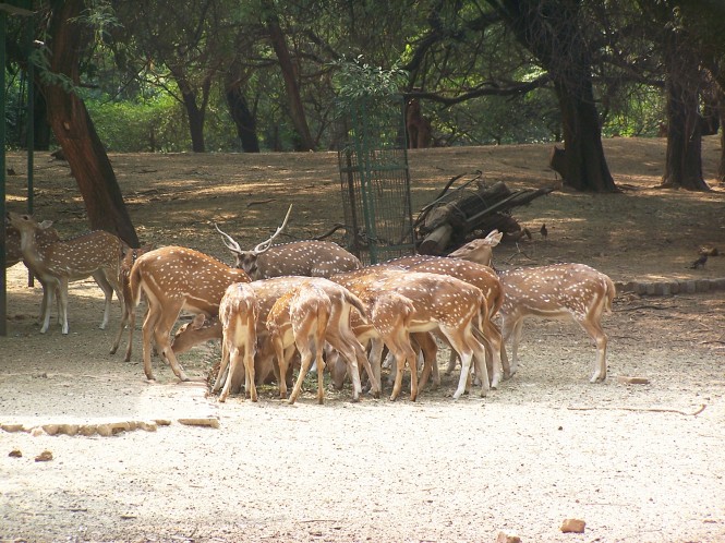 सारनाथ डियर पार्क