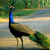 भारत का राष्ट्रीय पक्षी