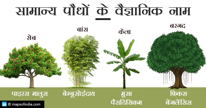 कुछ सामान्य पौधों के वैज्ञानिक नाम
