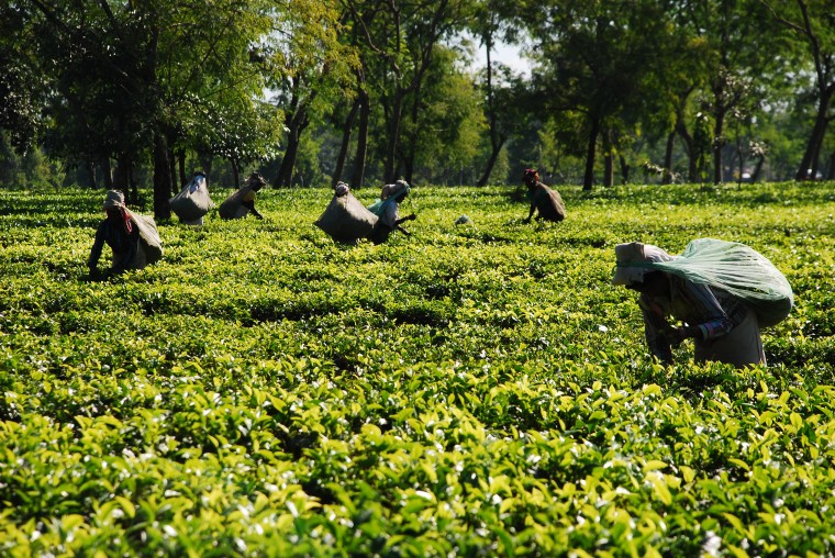 tea-pickers-khanikar-garden