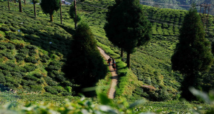 locals_walking_through_the_tea_garden