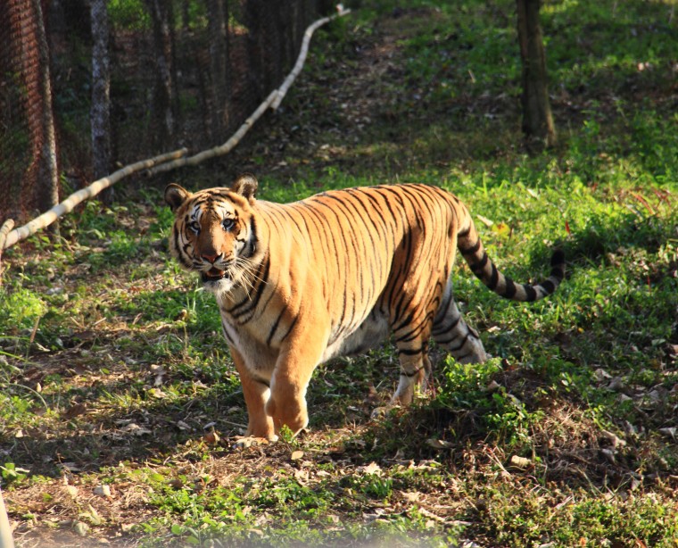 tiger-sepahijala-wildlife-sanctuary