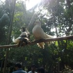 Different types of pigeons in Taki