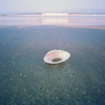 Sea Shell