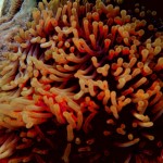 Anemone