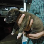Pepper Survived 1