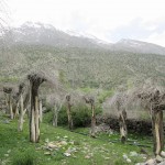 Trees at Jispa