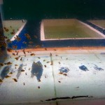 Fish Hatchery in Agatti Island