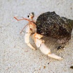 Hermit Crab – Parelli Island
