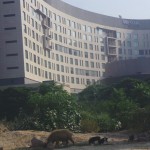 Westin hotel in the heart of Gurgaon