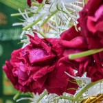 Rose chadars