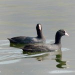Common Coot
