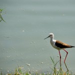 Stilt