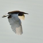 Flying Heron