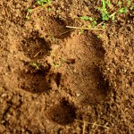 fresh-pugmark-bamera