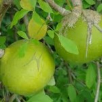 Bael Medicinal Plant Benefits and Uses