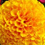 Marigold Medicinal Plant Benefits and Uses
