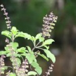 Tulsi Medicinal Plant Benefits and Uses