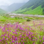 Valley of Flowers in Uttarakhand