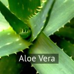 Aloe-Vera
