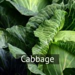 Cabbage