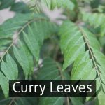 Curry leaves
