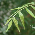 Neem1