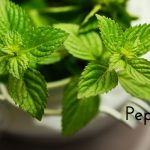 Peppermint – Effective Ayurvedic Remedy from Air Pollution