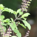 Tulsi-Protect You from Air Pollution