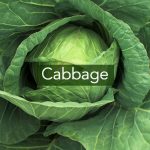 Cabbage