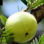 Amla