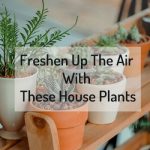 Freshen Up The Air With These House Plants