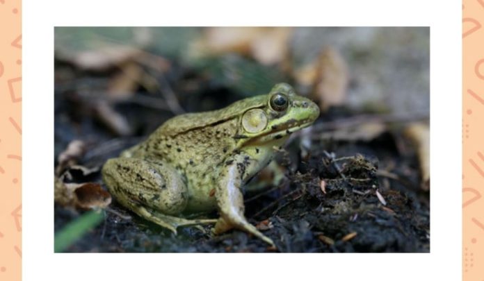 Amazon Quiz- A group of this animal is called what